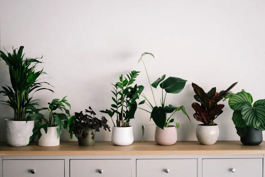 Keep Your Plants Happy This Winter: A Handy Guide for Green Thumbs - Summer Wooden Planters